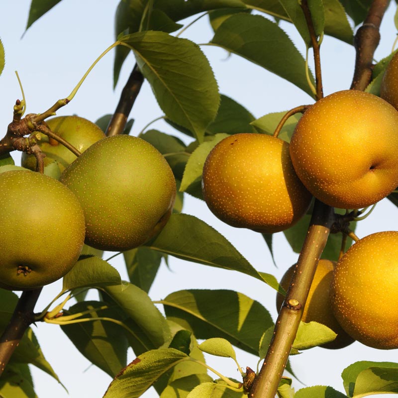 4 in 1 2 tier dwarf espaliered pear